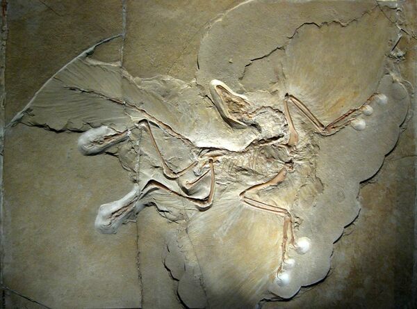 Archaeopteryx lithographica probably the most famous fossil of all-time.  For over a century it was considered to be the oldest known bird.  Photo by H. Raab. Creative Commons License
